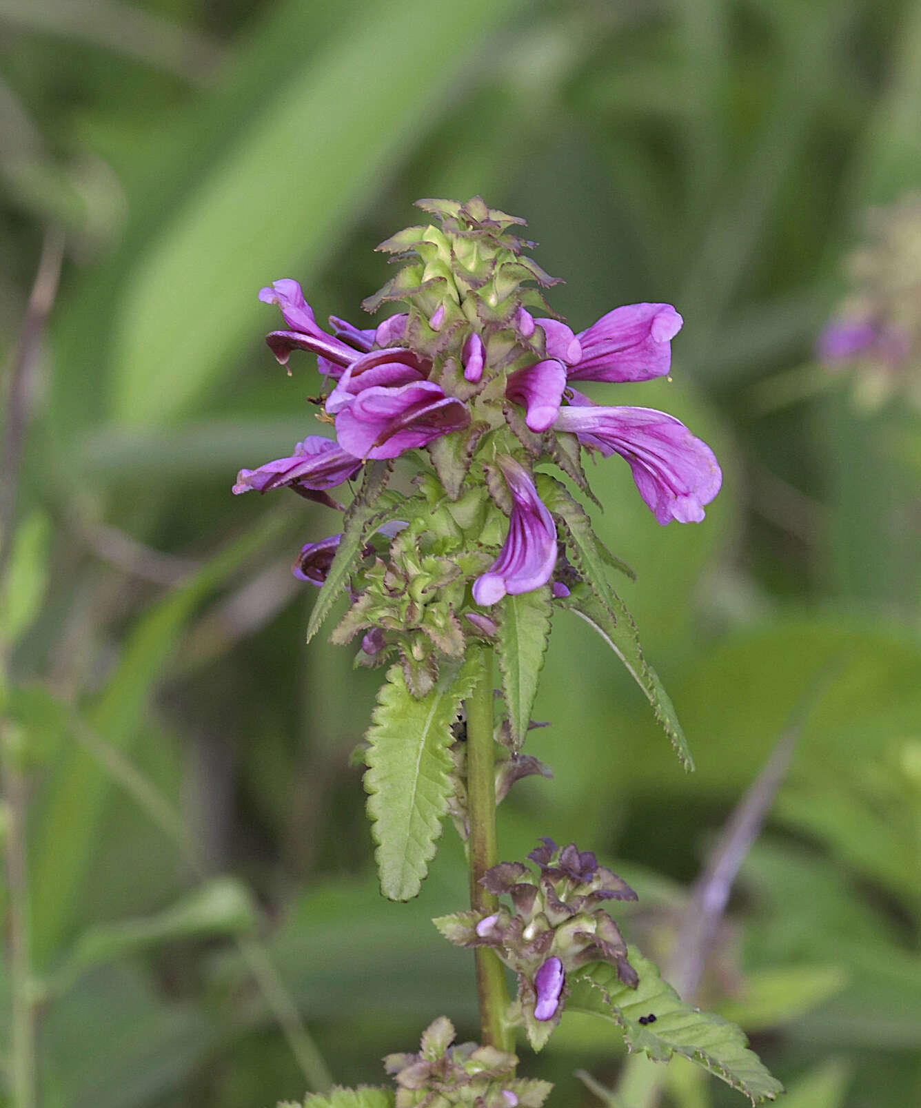 Image of Pedicularis resupinata var. caespitosa Koidz.