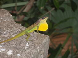 Image of Barbados anole