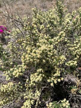 Image of yerba de pasmo