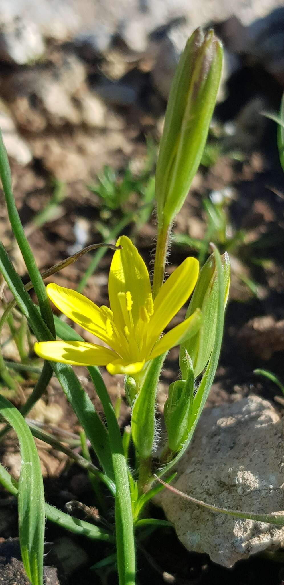 Gagea chlorantha (M. Bieb.) Schult. & Schult. fil.的圖片