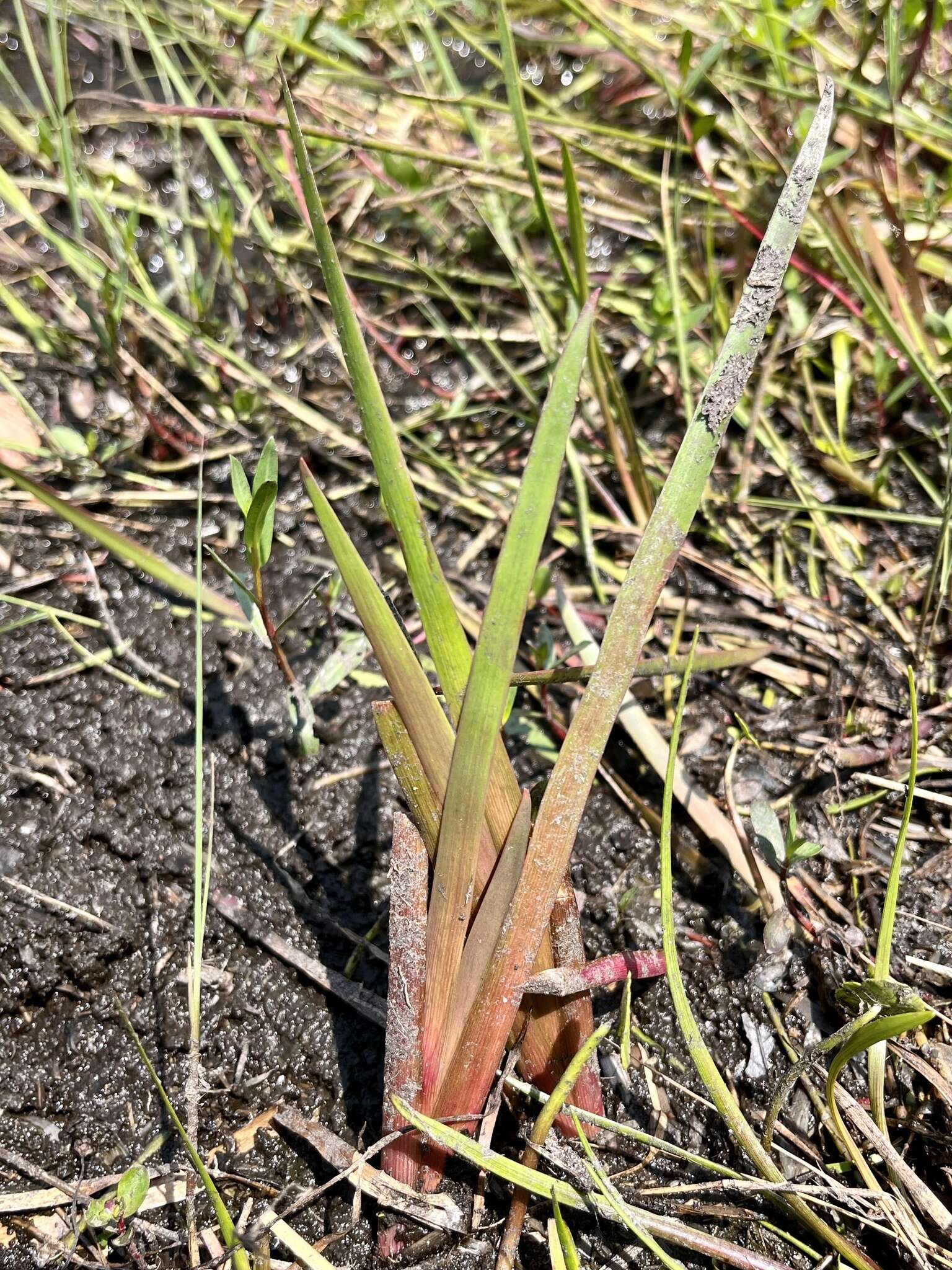 Image of Juncus polycephalus Michx.