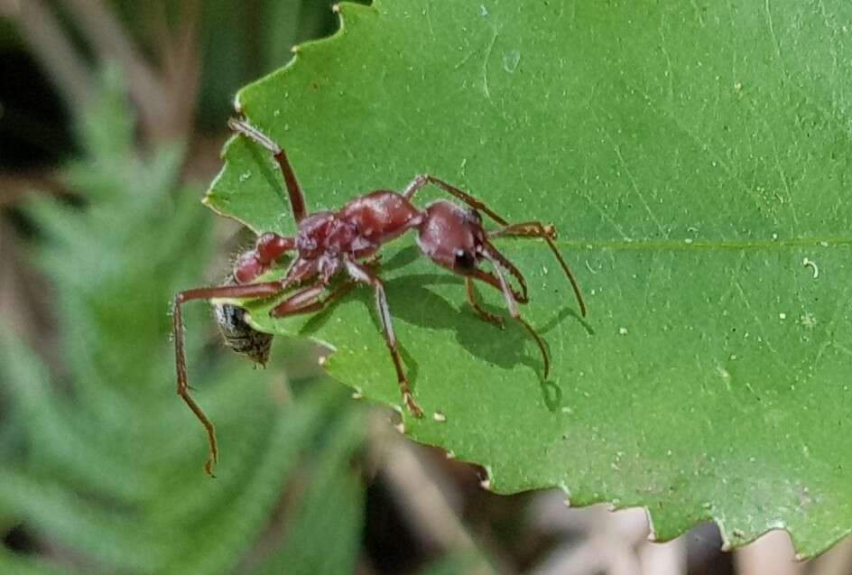 Image of Myrmecia comata Clark 1951