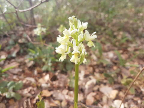 Image de Dactylorhiza romana subsp. guimaraesii (E. G. Camus) H. A. Pedersen