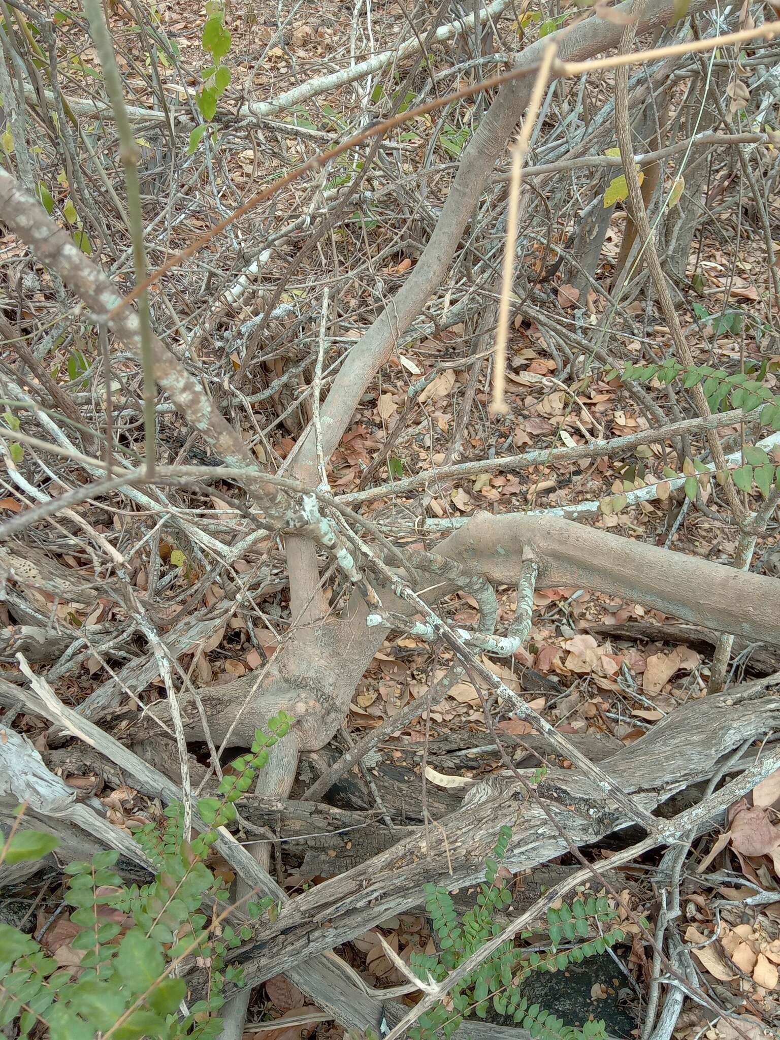 Image of Callisthene microphylla Warm.