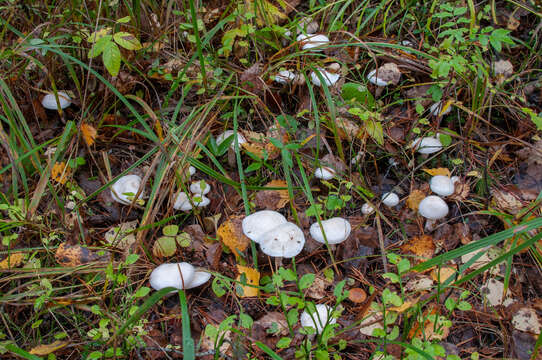 Image of Hygrophorus hedrychii (Velen.) K. Kult 1956