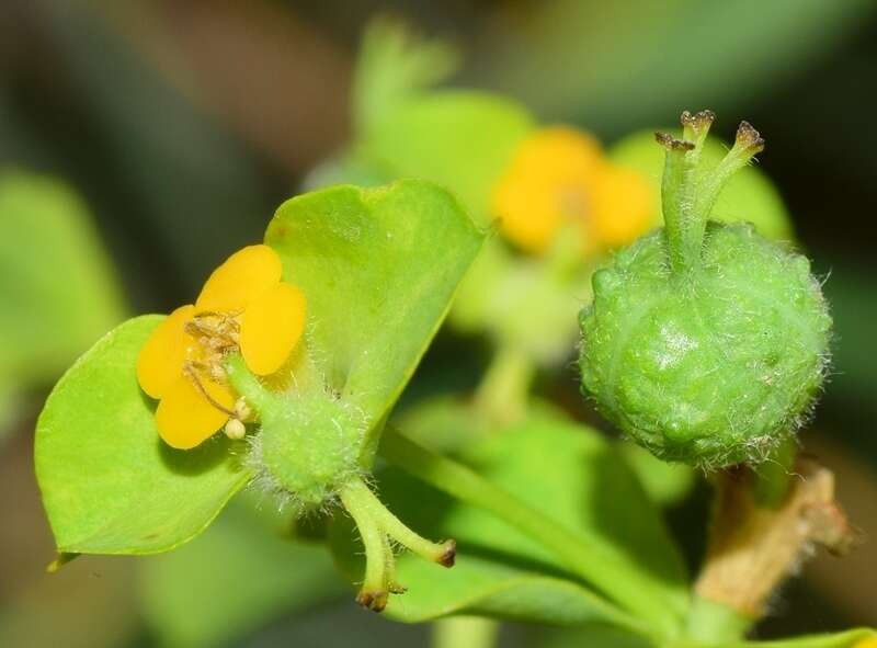 Image of Euphorbia paniculata Desf.