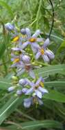 Слика од Solanum angustifidum Bitter