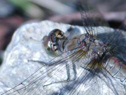 Image of Common Darter