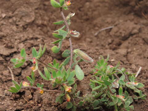 Image of Acmispon subpinnatus (Lag.) D. D. Sokoloff