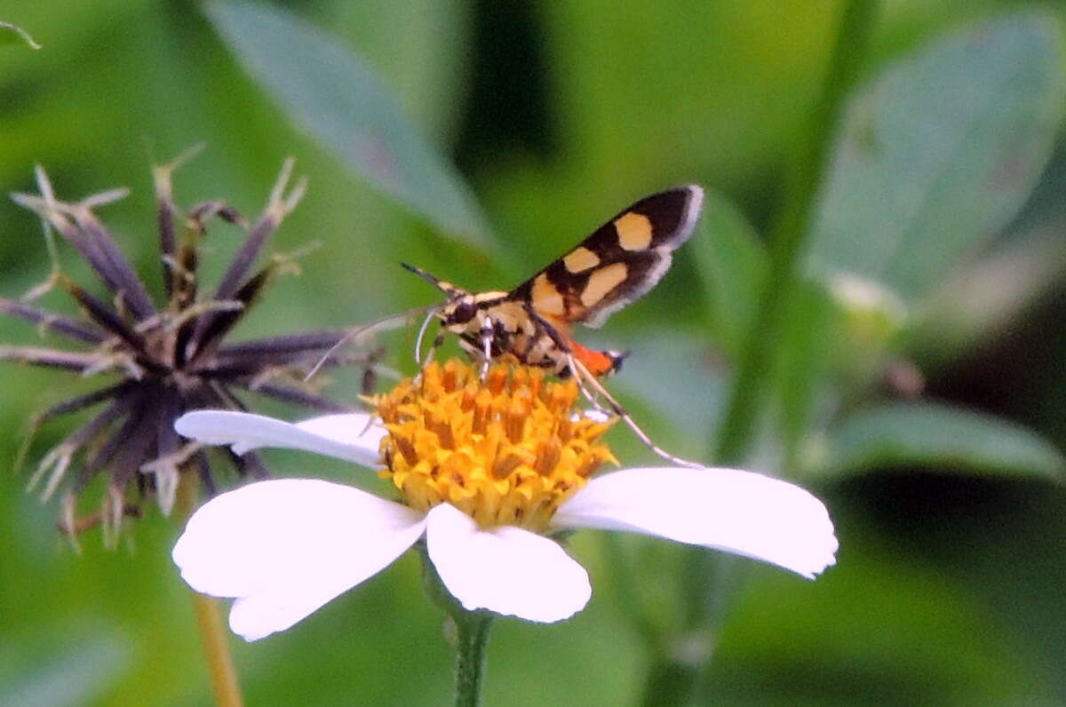 Image of Red-waisted Florella Moth