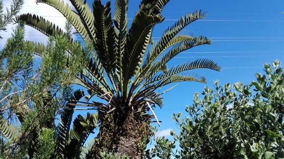 Image of Suurberg Cycad