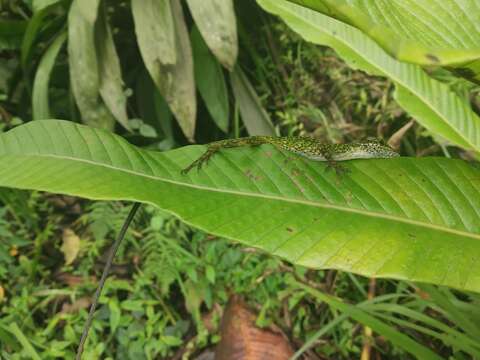 Image of Andes  Anole