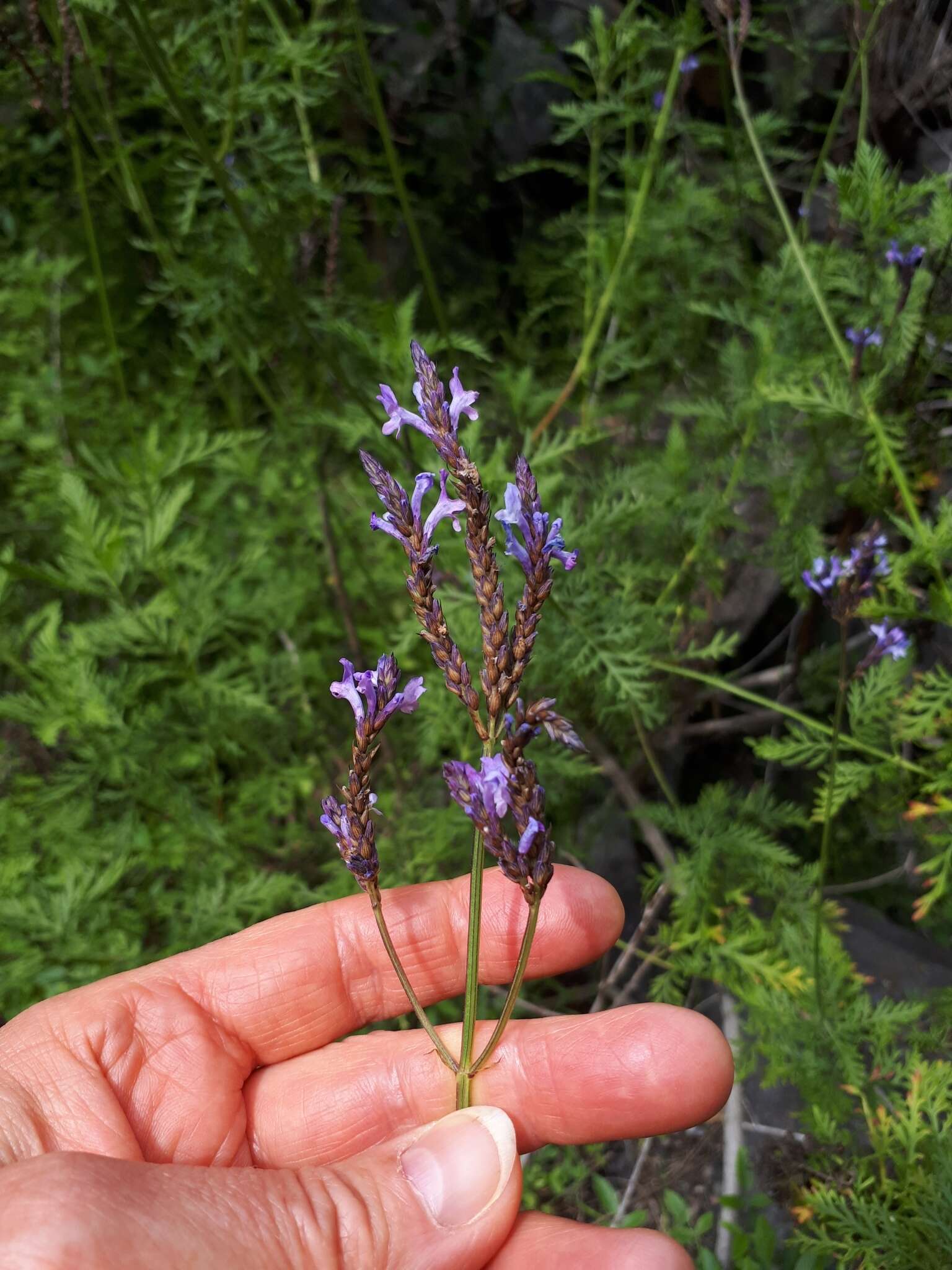 Image of Lavandula canariensis subsp. palmensis Upson & S. Andrews