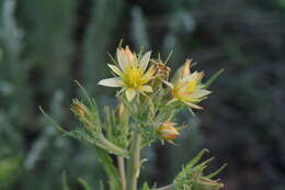 Image of Rusby's blazingstar