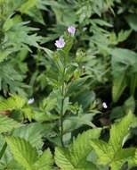 Image de Epilobium amurense subsp. cephalostigma (Haussknecht) C. J. Chen, P. C. Hoch & P. H. Raven