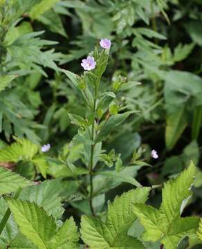 Image of Epilobium amurense Hausskn.