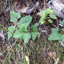 Image of Mikania vitifolia DC.