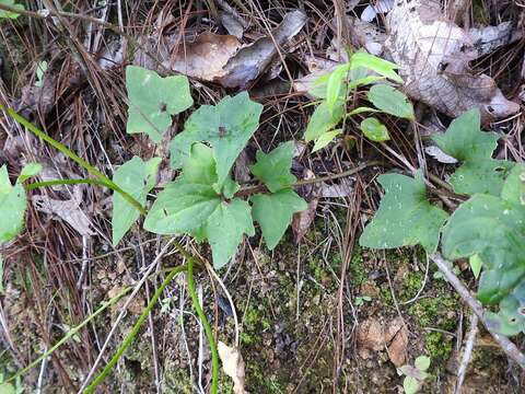 Mikania vitifolia DC. resmi