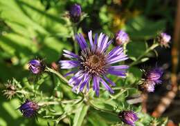 Image of mountain aster