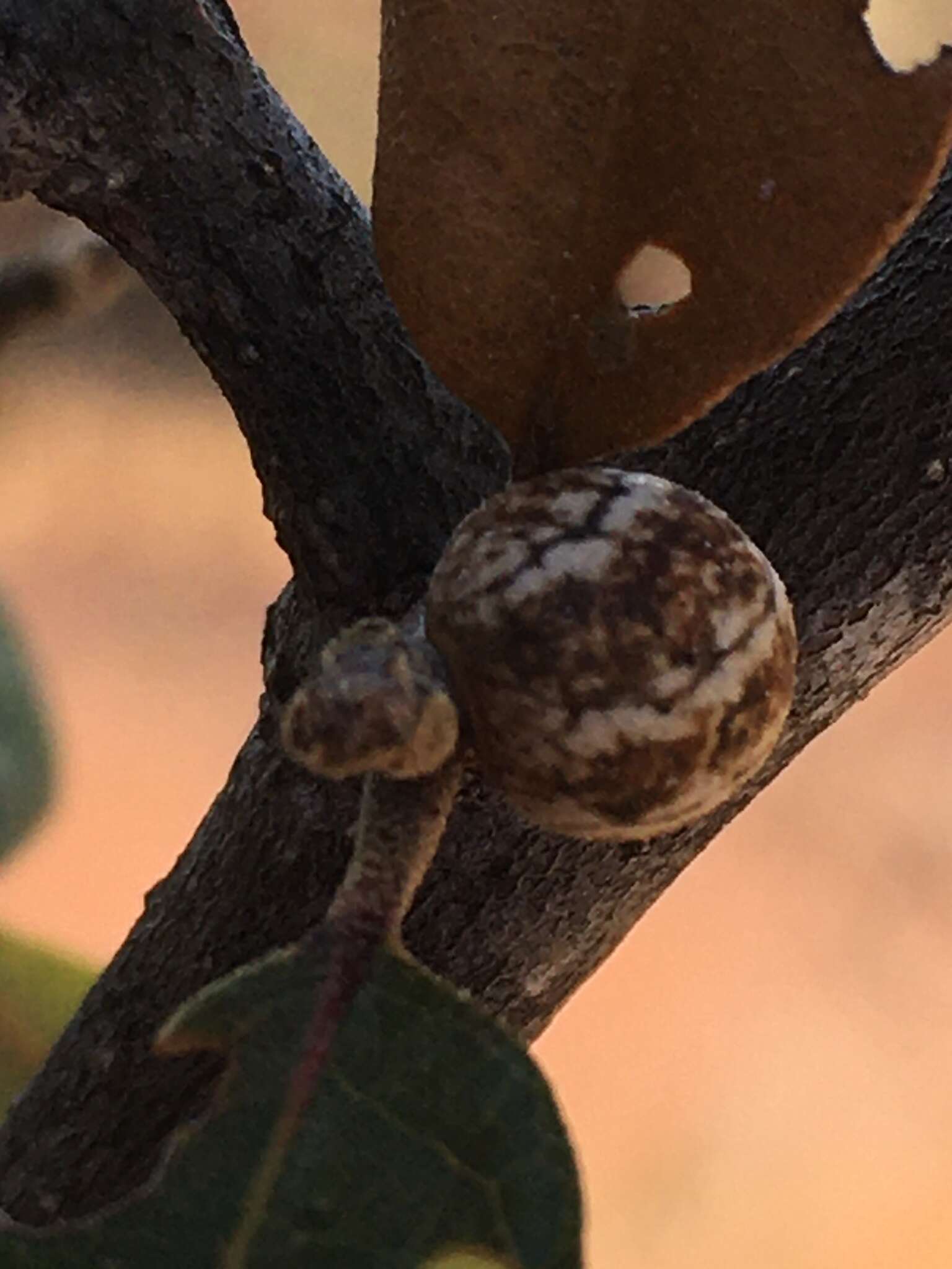 Image of Northern Red Oak Kermes