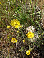 Image of hayfield tarweed