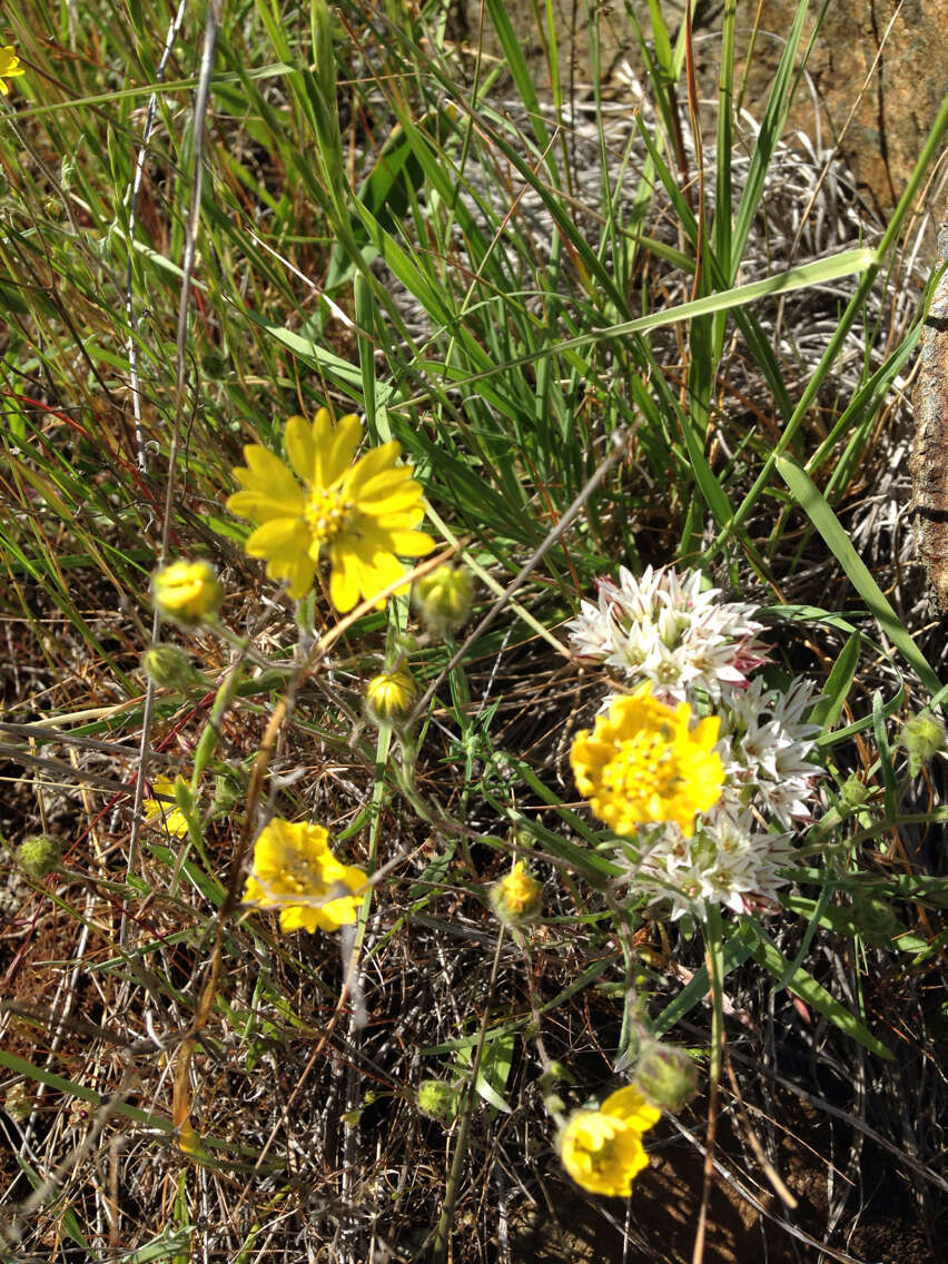 Image of hayfield tarweed