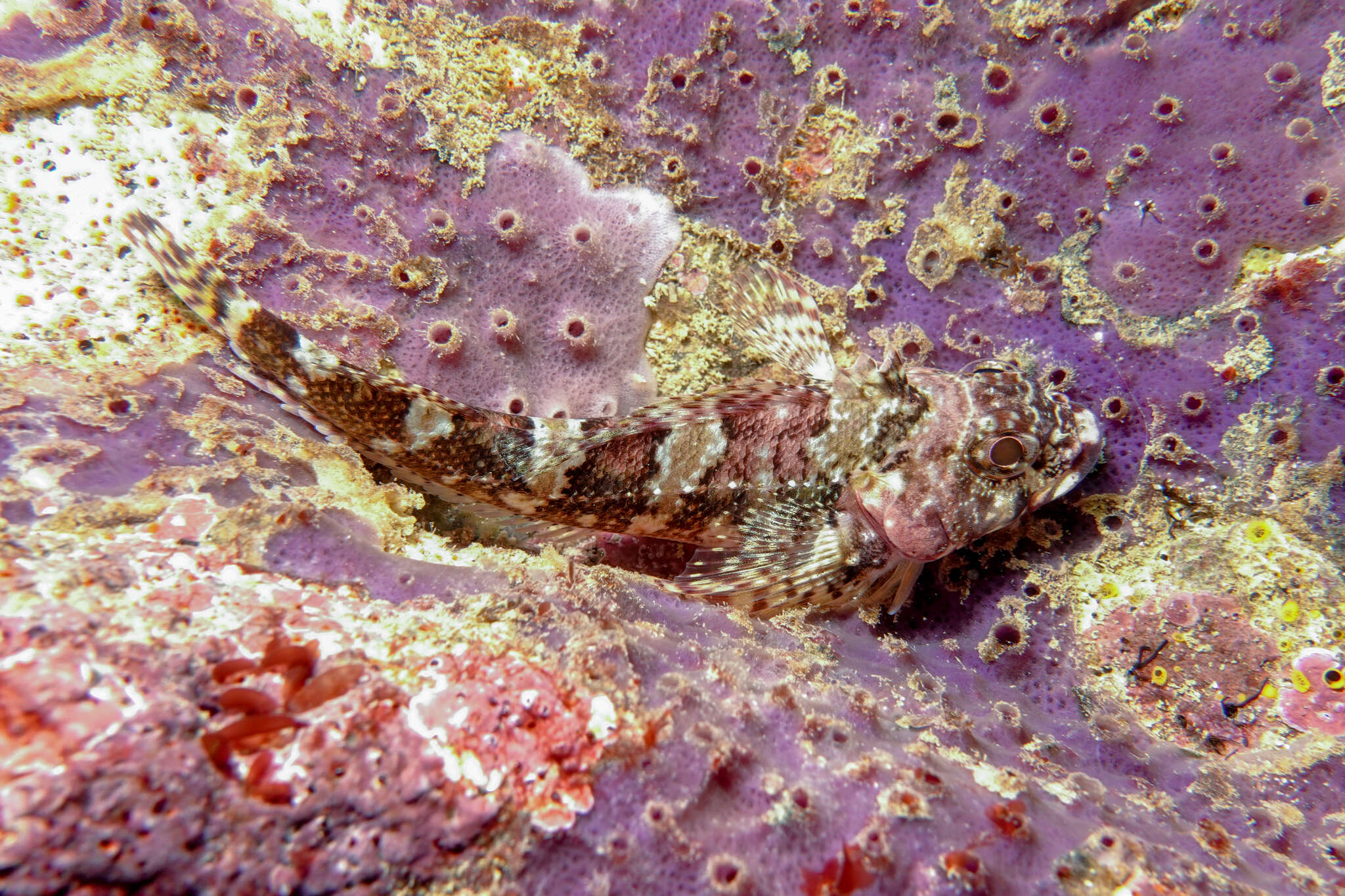 Image of New Zealand Scaly-headed Triplefin