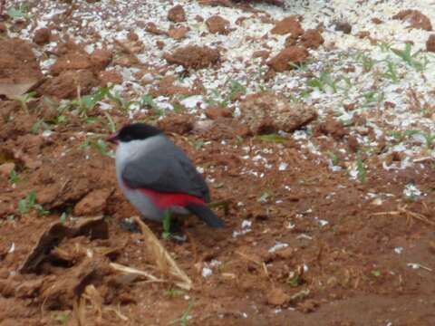 Image of Black-crowned Waxbill