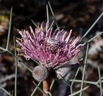 Image of Isopogon divergens R. Br.