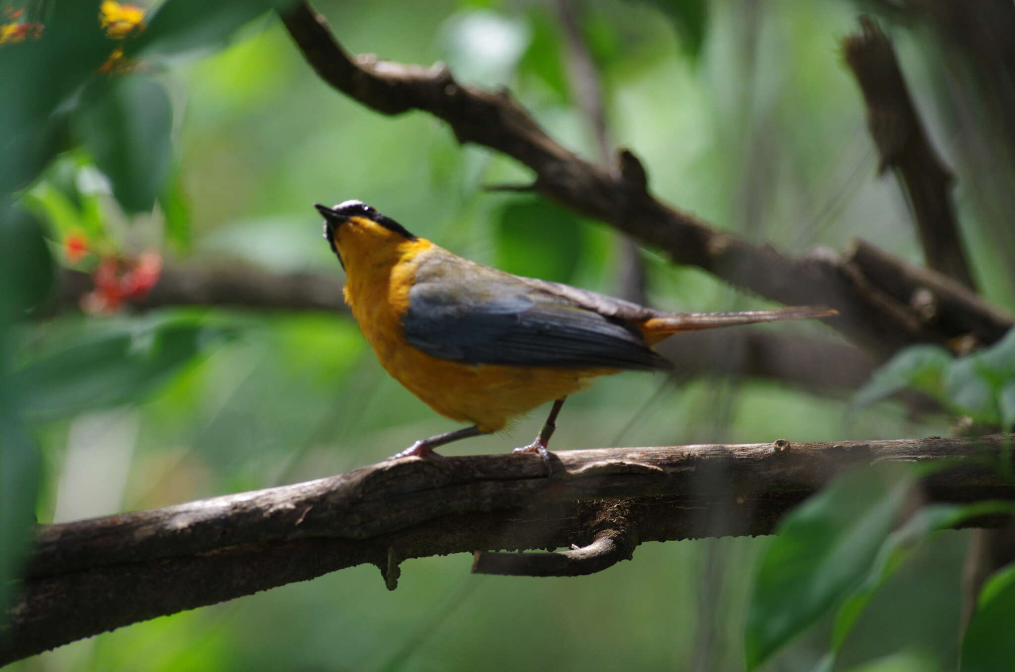 Image of Heuglin's Robin