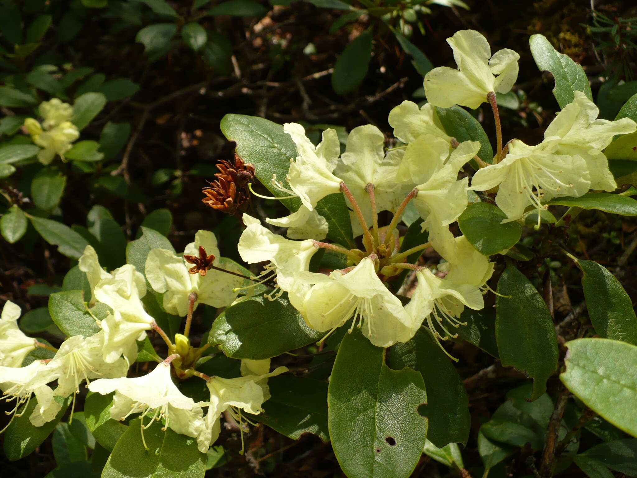 Image of Rhododendron aureum Georgi