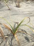 Image of largehead sedge