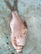 Image of Common barb