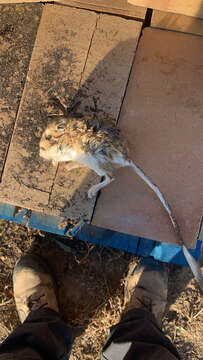 Image of Ord's Kangaroo Rat