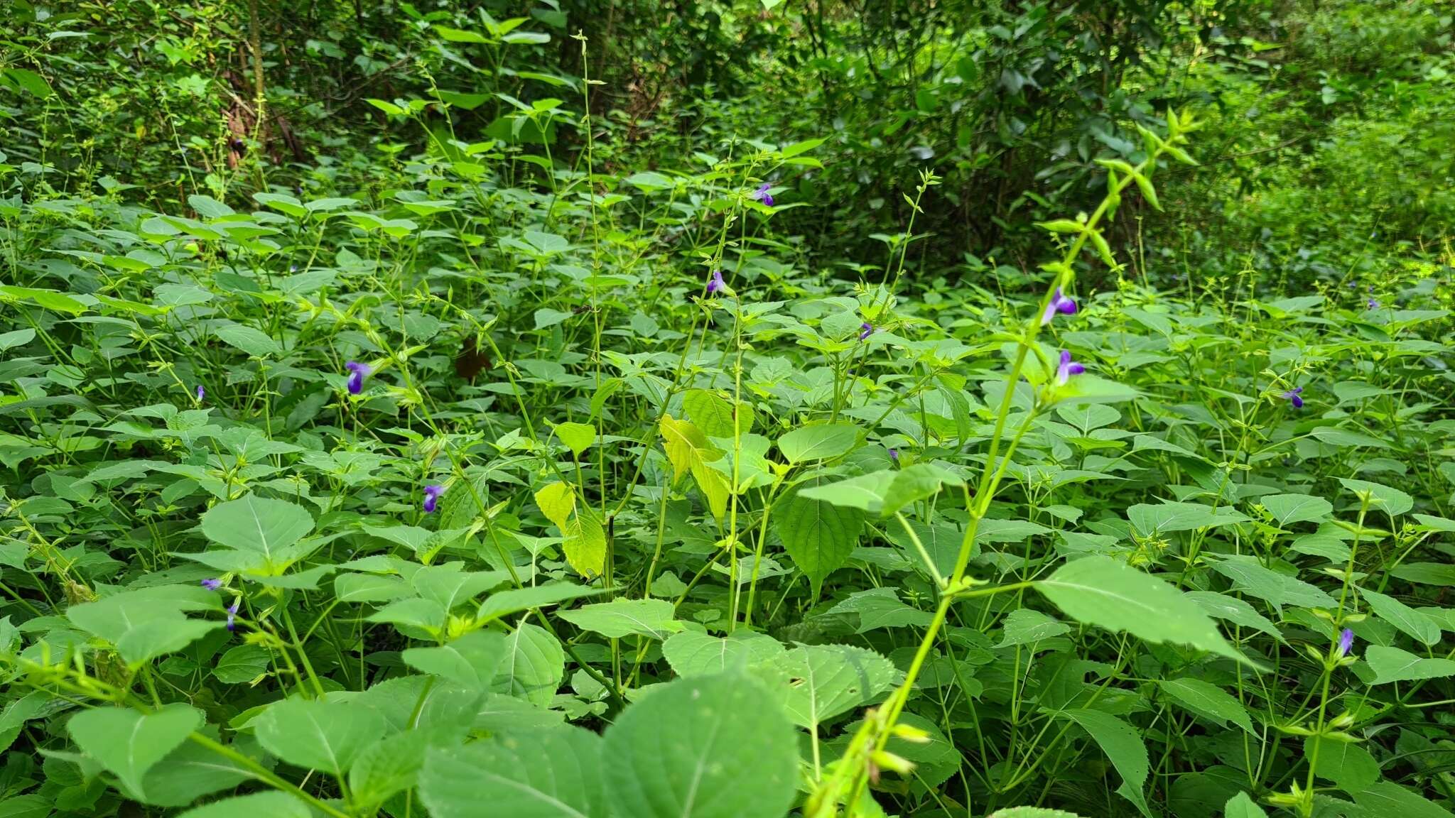 Imagem de Salvia caudata Epling