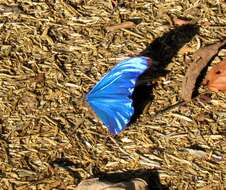 Image of Blue Morpho