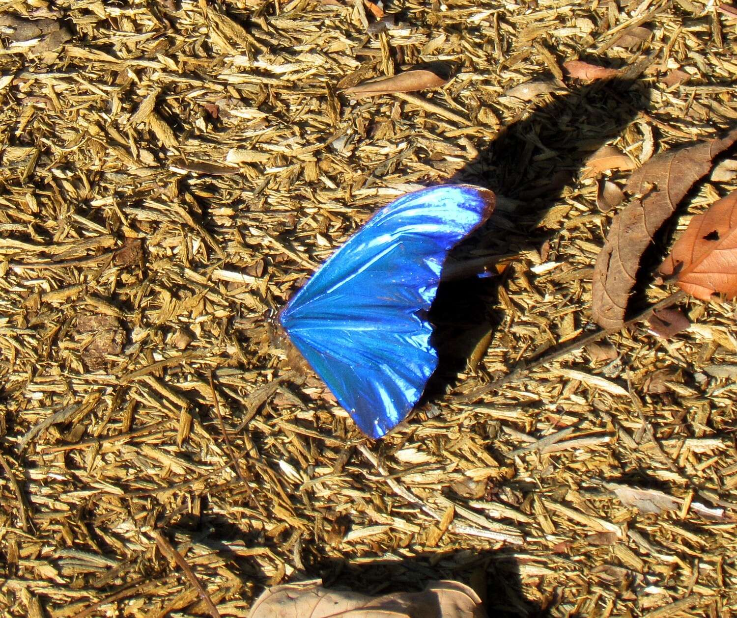 Image of Blue Morpho