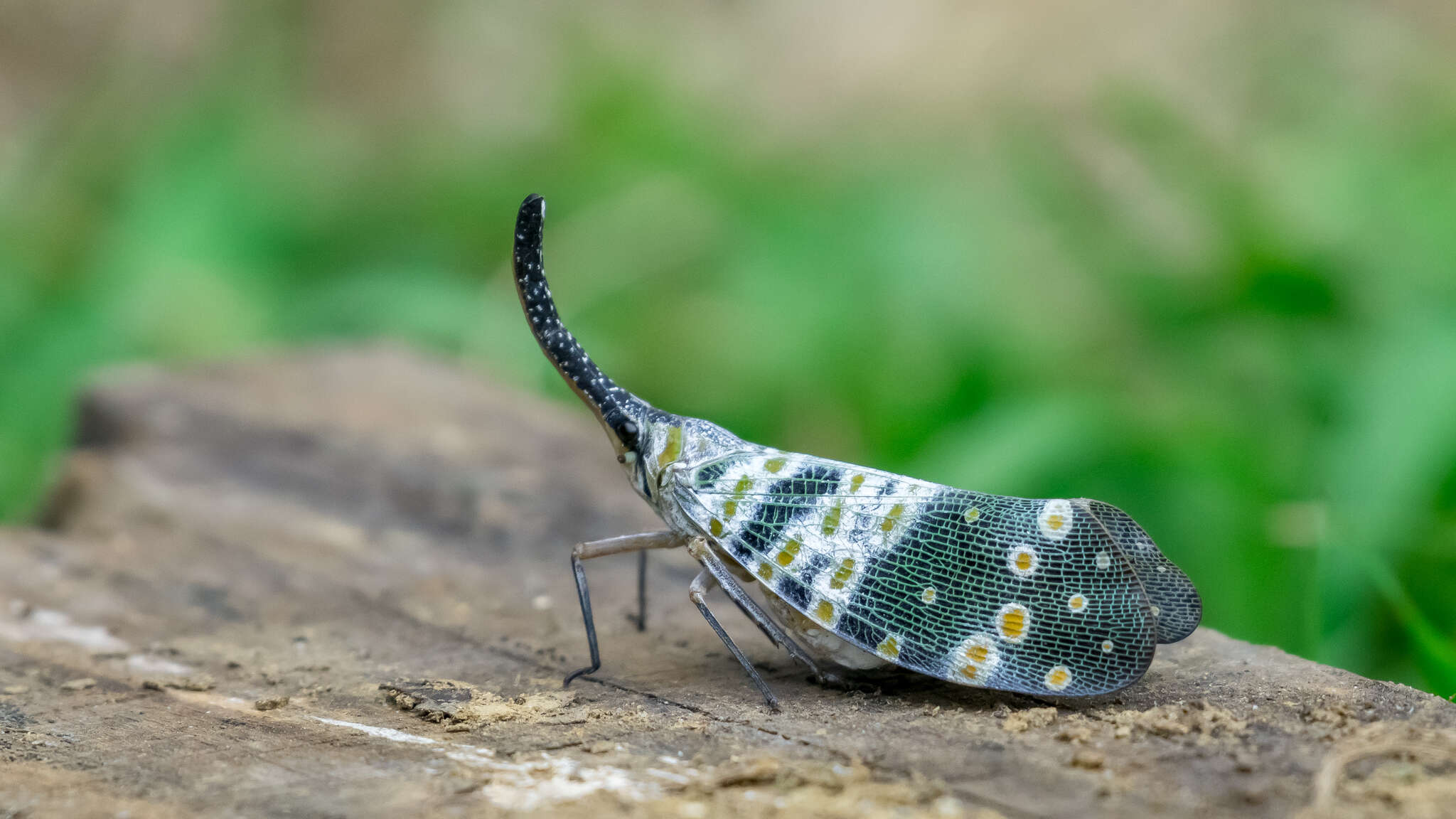 Image of Pyrops spinolae (Westwood 1842)