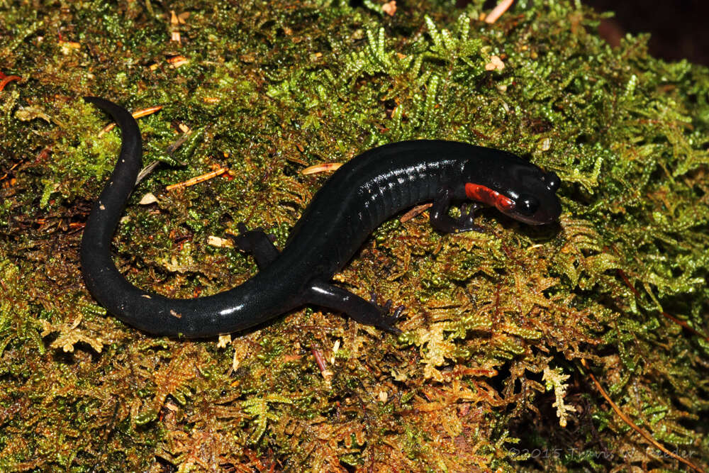 Image of Jordan's Salamander