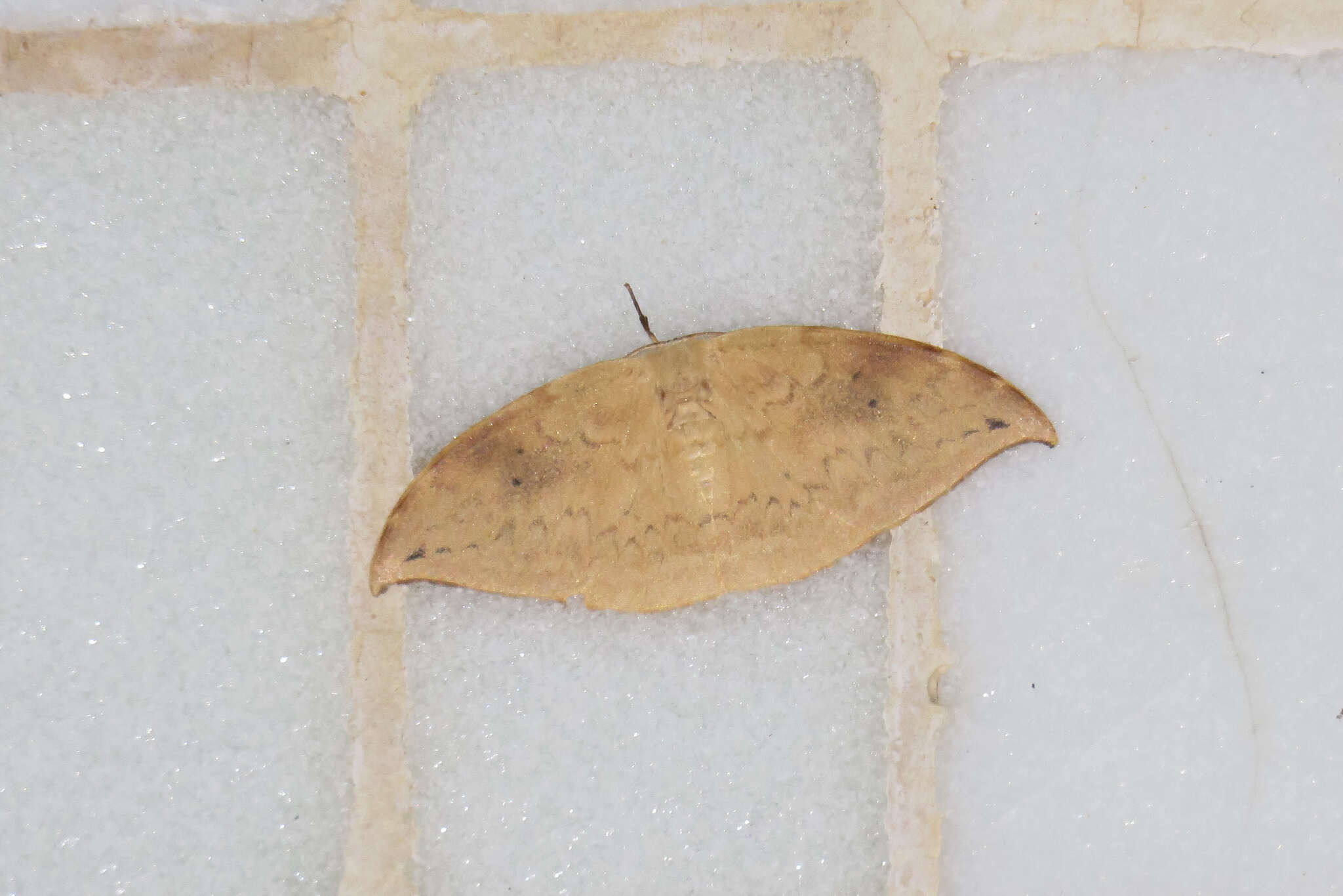 Image of Strepsigonia diluta Warren 1897