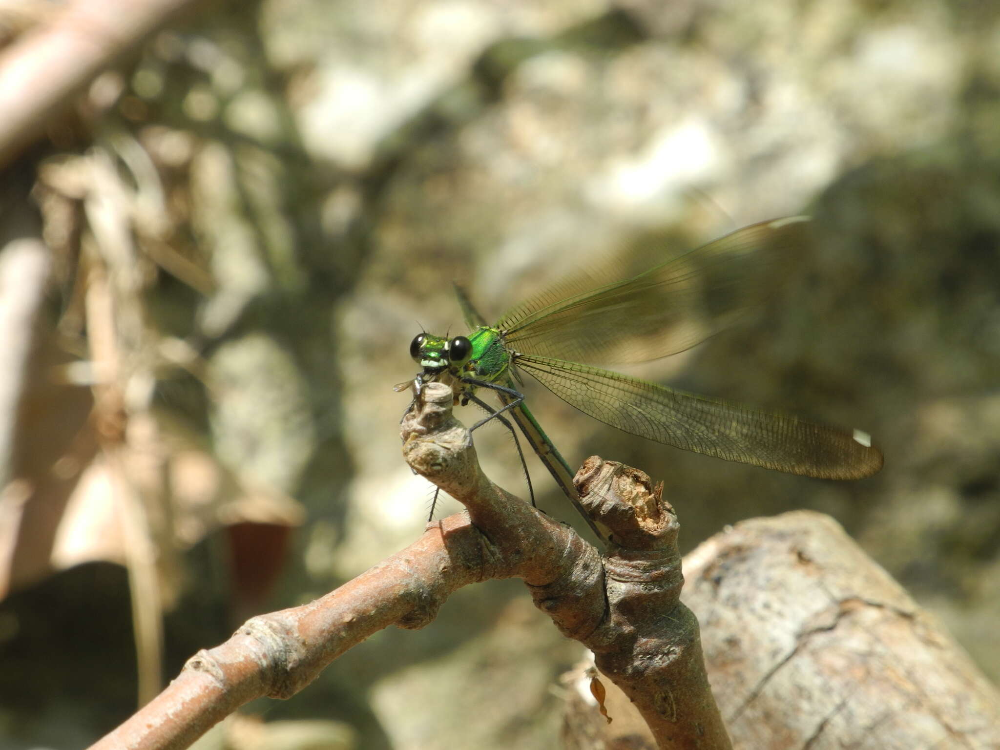 Image of Syrian Demoiselle