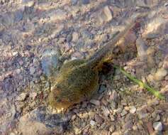 Image of Cretan Frog