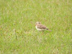 Anthus pallidiventris Sharpe 1885的圖片