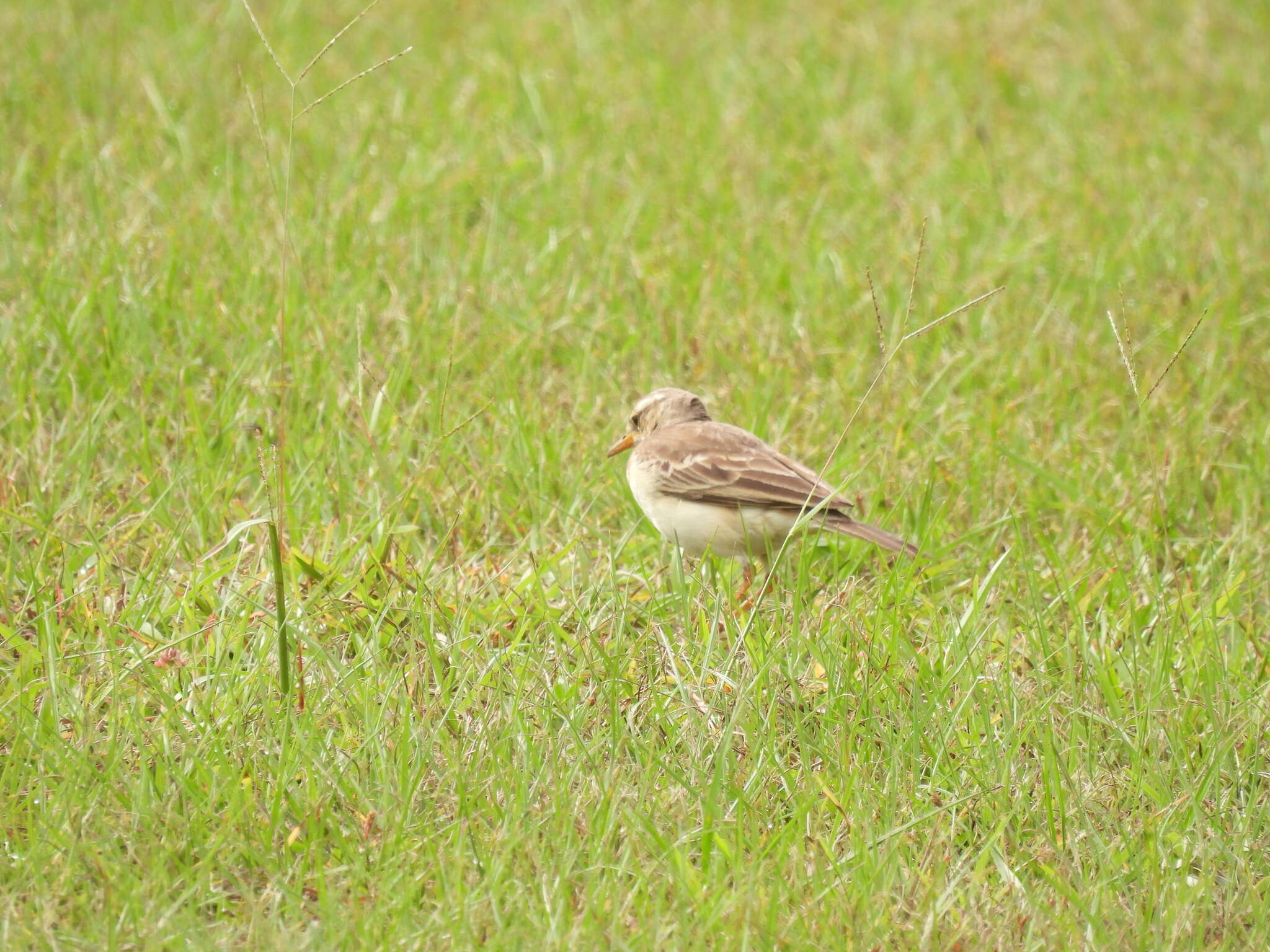 Anthus pallidiventris Sharpe 1885的圖片