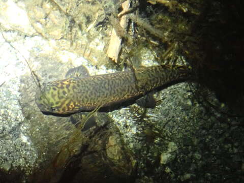 Image of Broad-finned galaxias