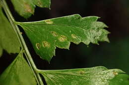 Polystichum hancockii (Hance) Diels resmi