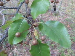 Image of Bradford Pear