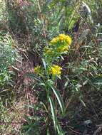 Image of Riddell's Goldenrod