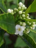 صورة Ilex canariensis subsp. azevinho (Sol. ex Lowe) G. Kunkel