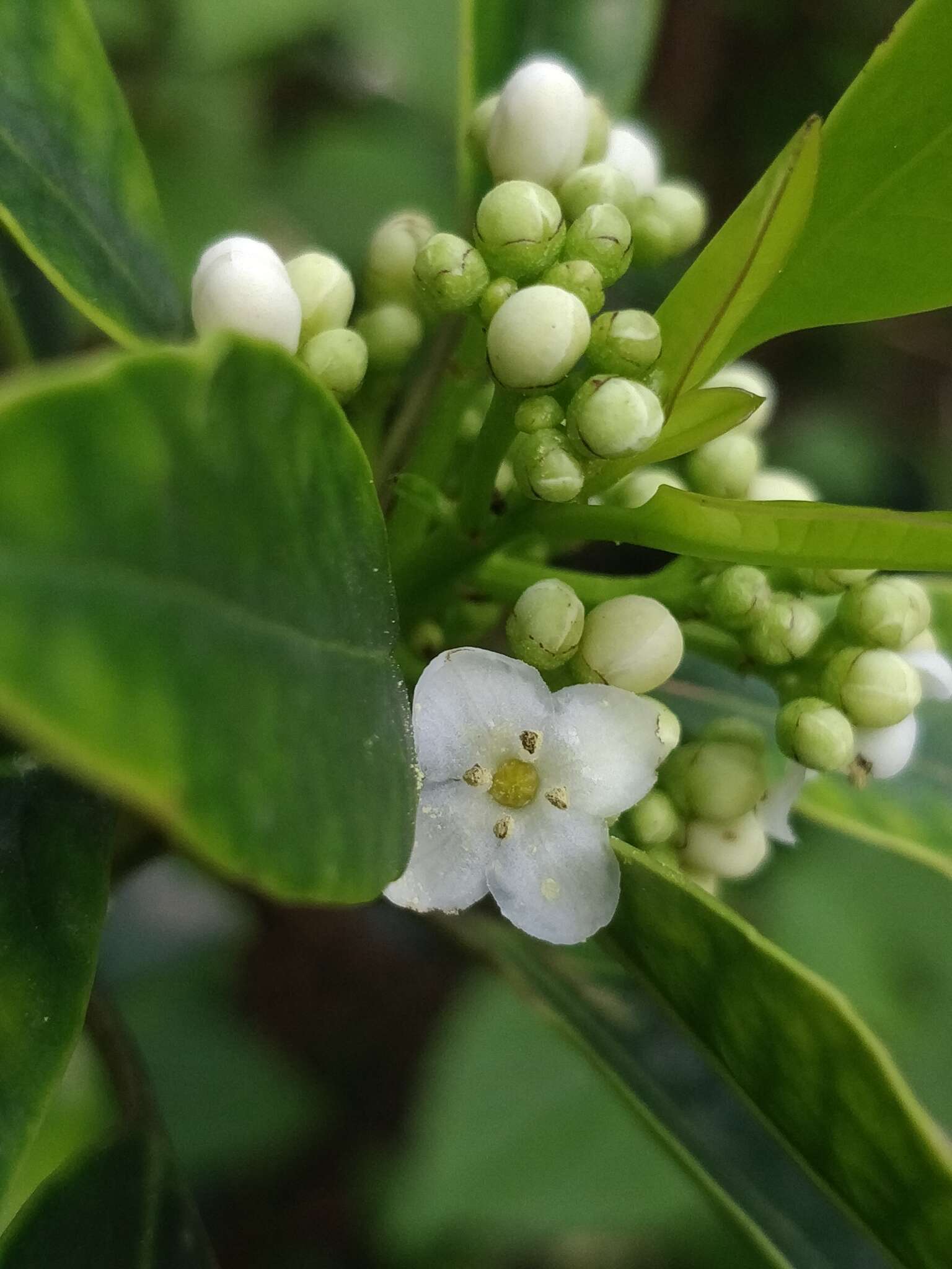 Image of Ilex canariensis subsp. azevinho (Sol. ex Lowe) G. Kunkel